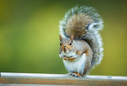 Natural Ways to Deter Squirrels
