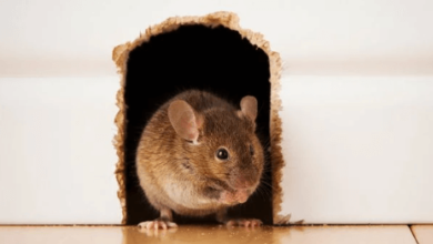 How to Keep Mice Out of Your Home: Effective Prevention Tips