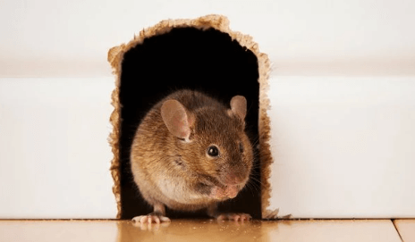 How to Keep Mice Out of Your Home: Effective Prevention Tips