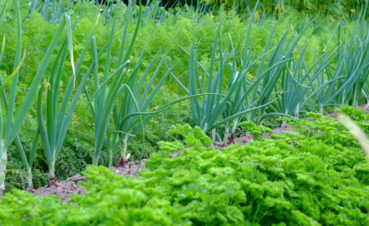 Top Companion Planting Combinations That Boost Yield and Repel Pests