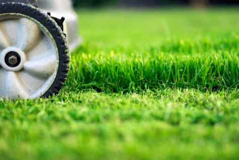 How to Adjust Mowing Height Based on Season and Grass Type